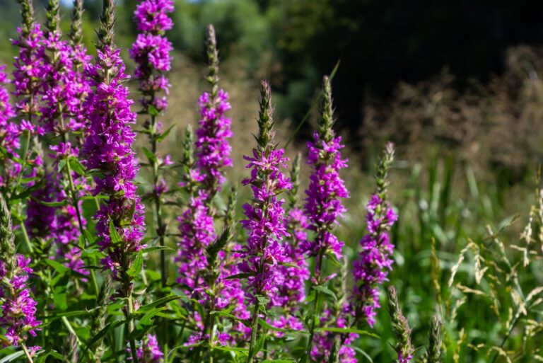 purple loosestrife