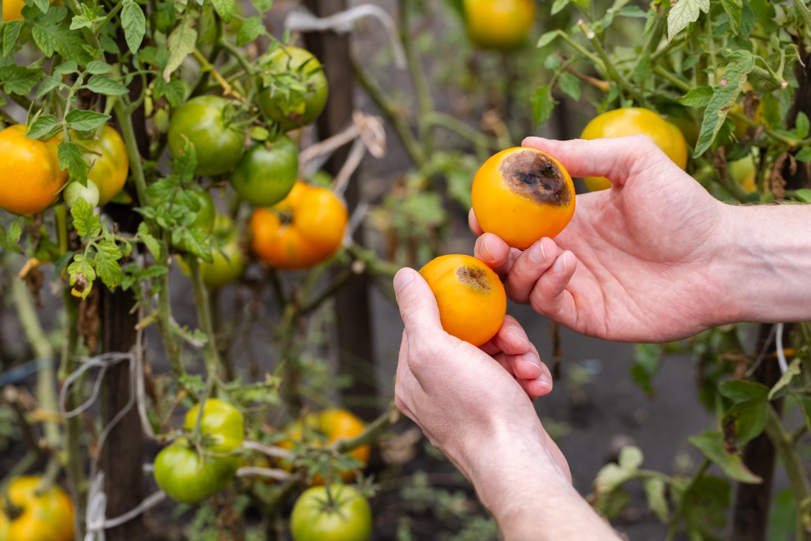 9 Spots You Should Never Plant Tomatoes In Louisiana According To Gardening Experts