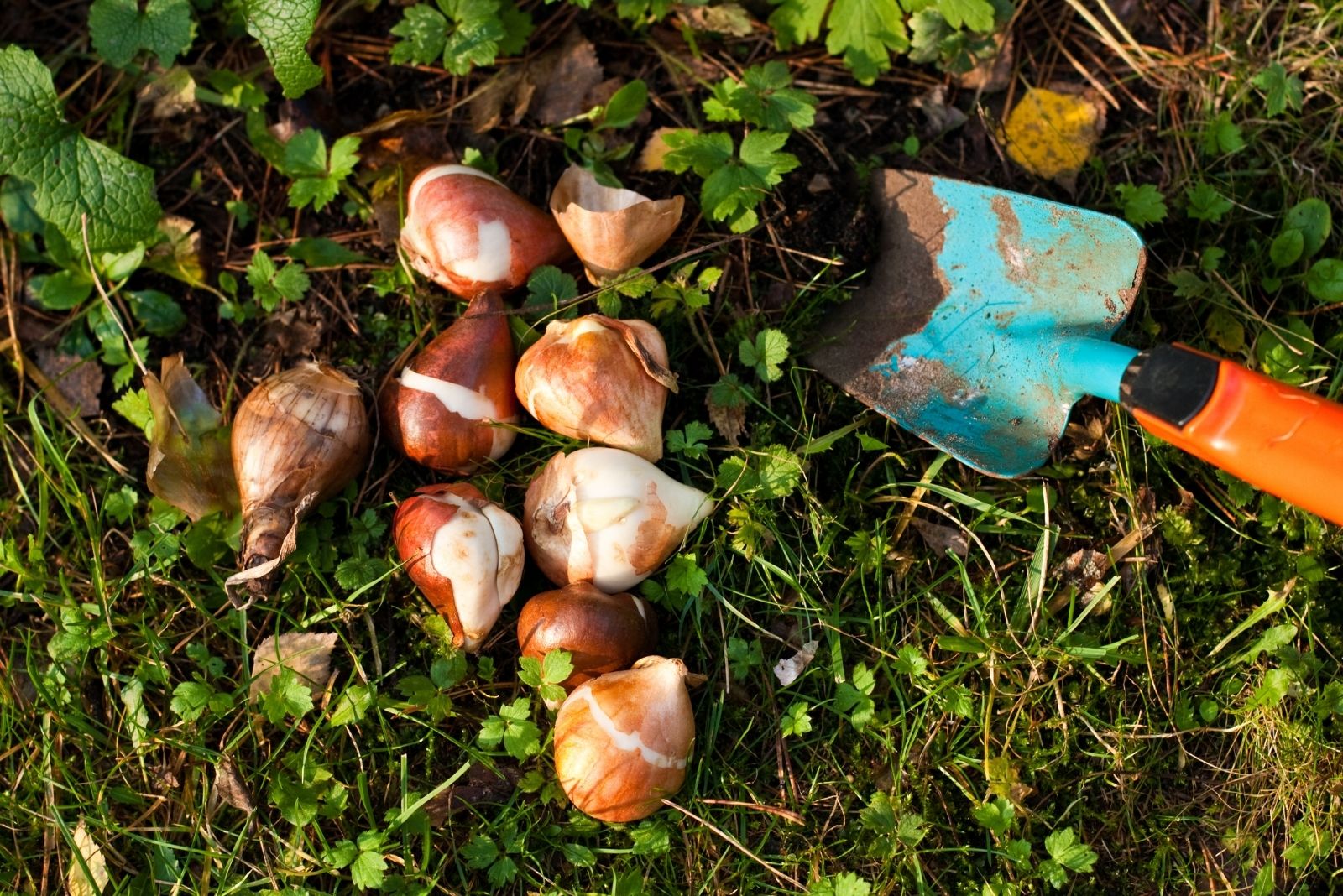 flower bulbs