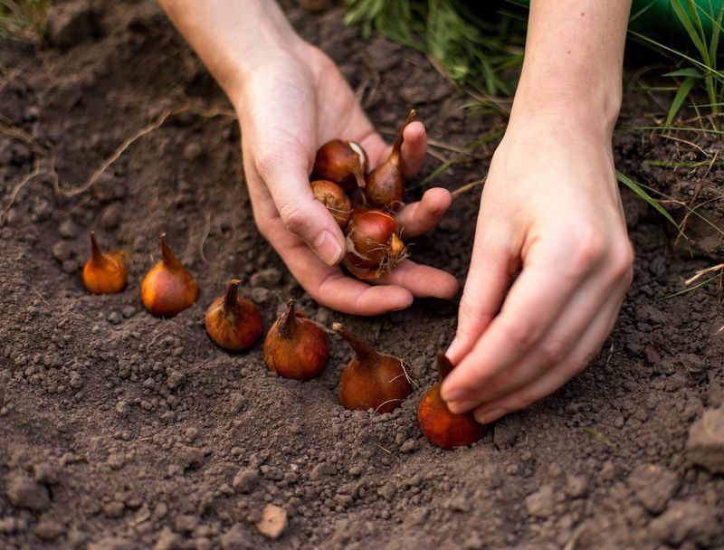 Choose The Right Bulbs For Minnesota's Climate