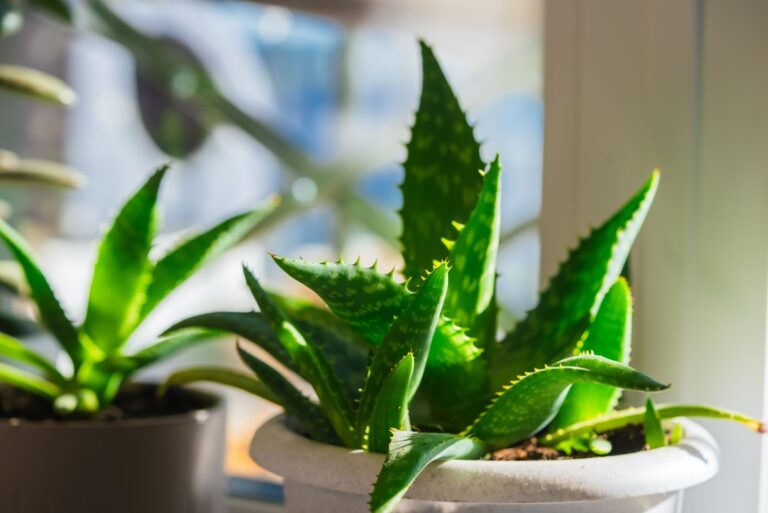 Bright green aloe vera plant