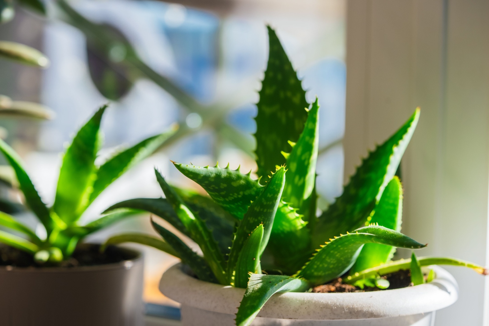 9 Super Plants That Clean Indoor Air In Oregon Homes