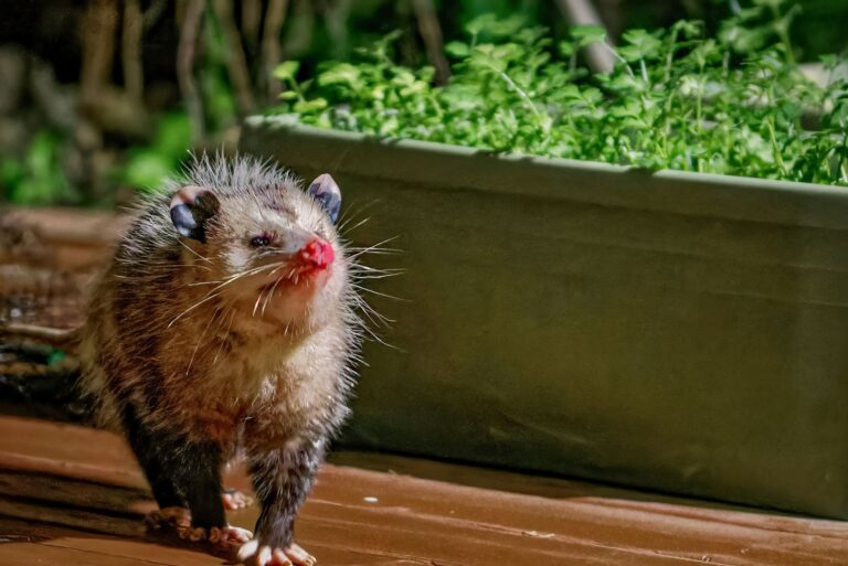 opossum standing on a wooden deck