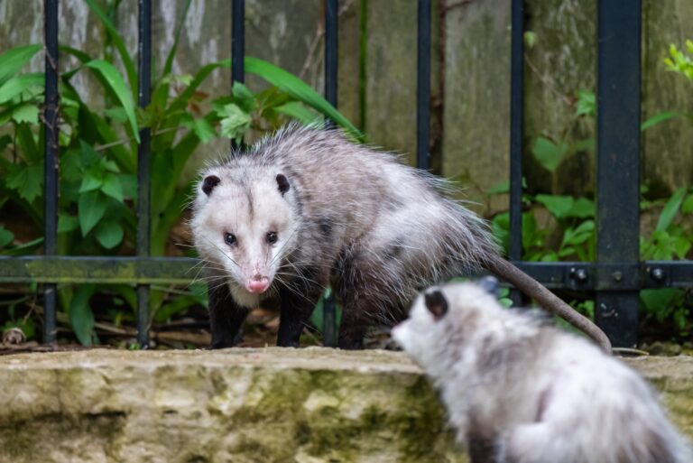 opossums