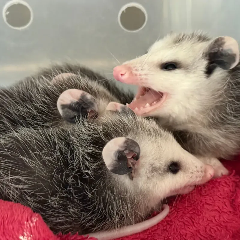 Possums Are Nature's Pest Control