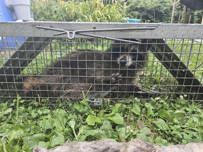 Ohio Law Requires A Permit For Trapping