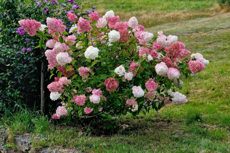 Hydrangea (featured image)