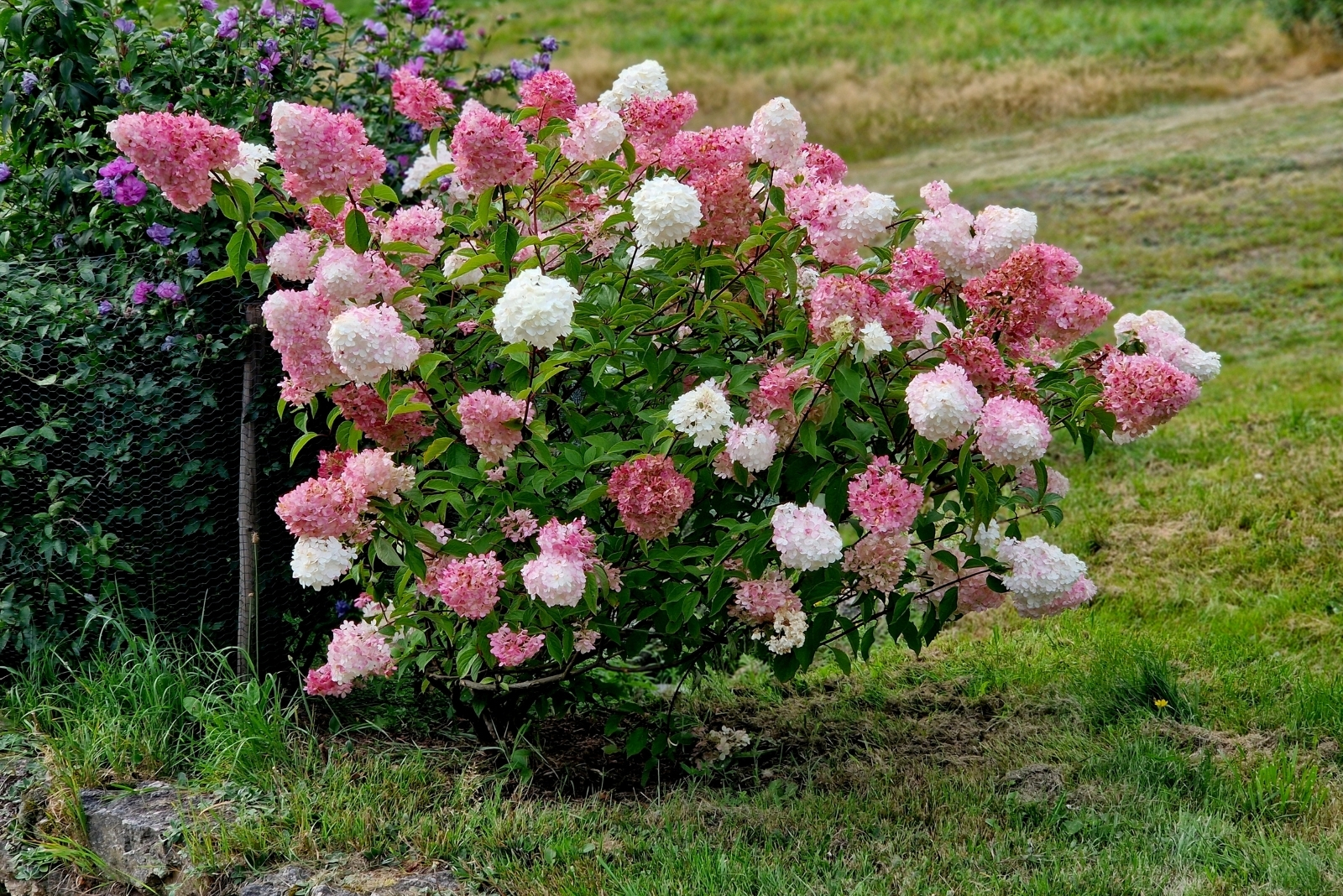 9 Things Oklahoma Hydrangea Gardeners Need To Do Quickly
