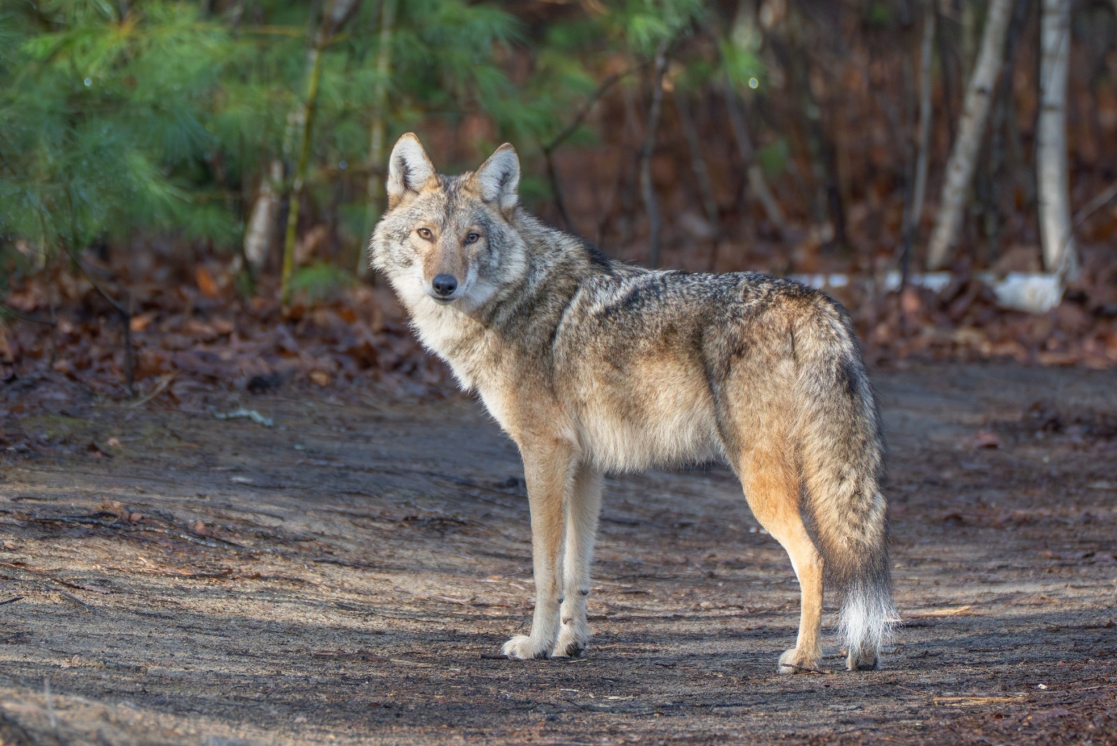 9 Things To Do When A Coyote Enters A Maryland Yard (And 4 Things Not To Do)