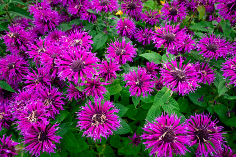 Bee Balm (featured image)