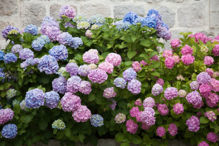Hydrangeas (featured image)