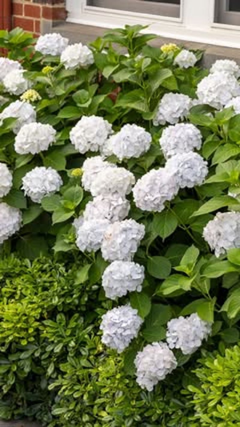 Know Your Hydrangea Variety's Mature Size