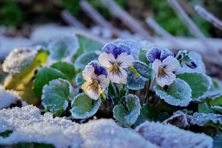 Frosty Morning Pansies
