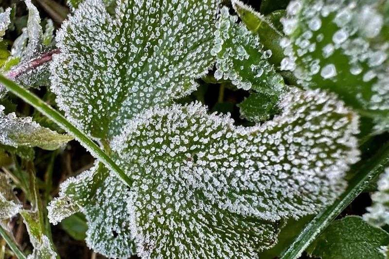 Cover Plants With Frost Cloth Before Nightfall