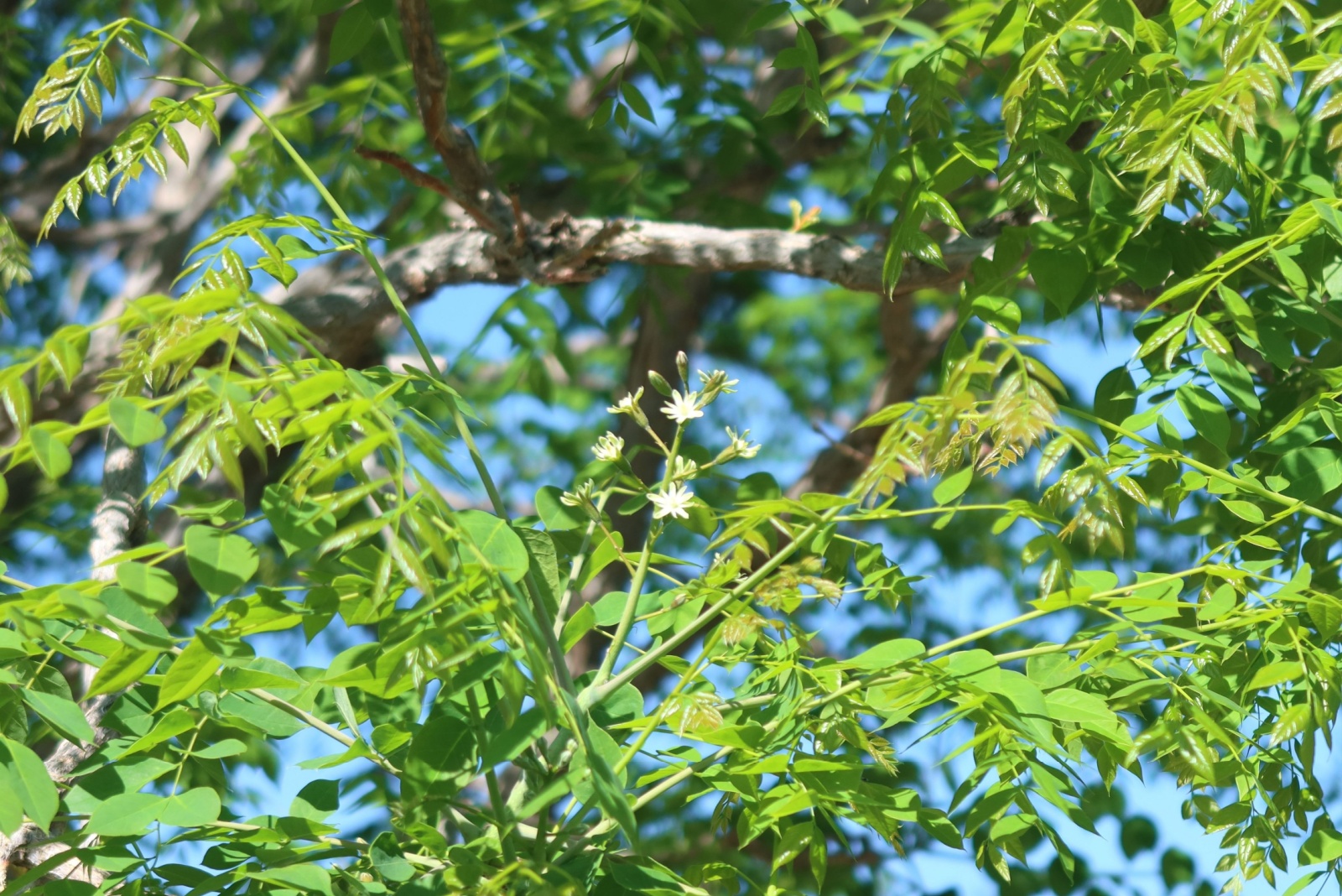 9 Trees That Could Cost You Big If You Cut Them Down In Illinois