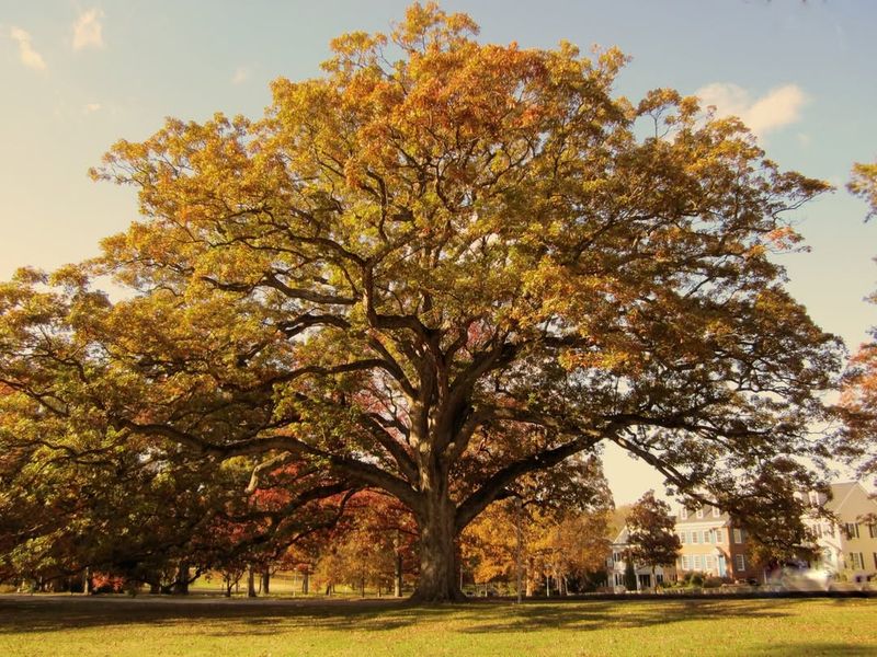 White Oak