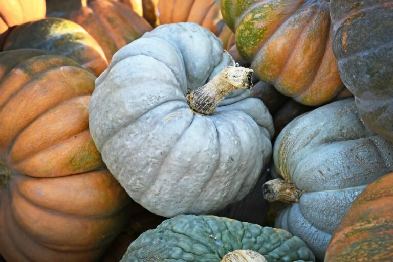 Large gray colored 'Jarrahdale' pumpkin in pile