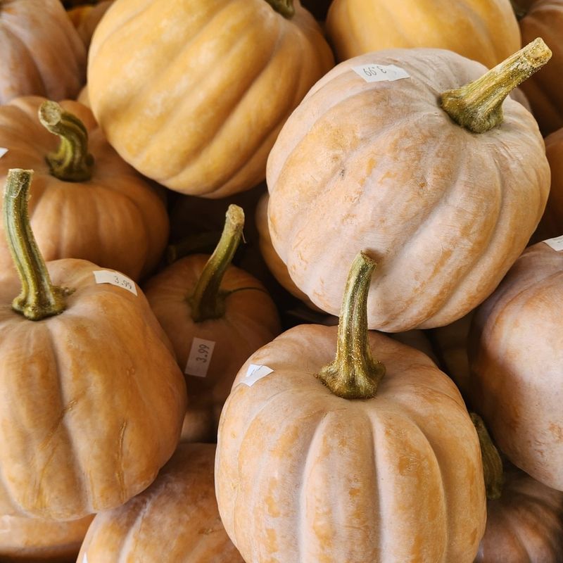 Long Island Cheese Pumpkin