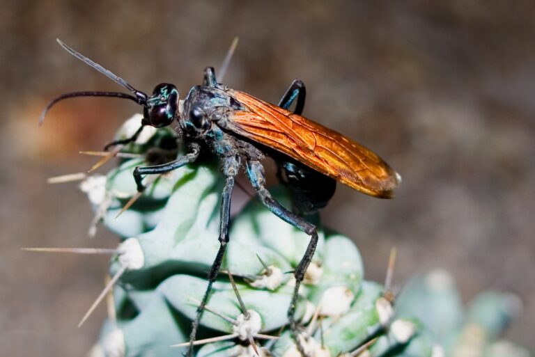 Tarantula Hawk Wasp