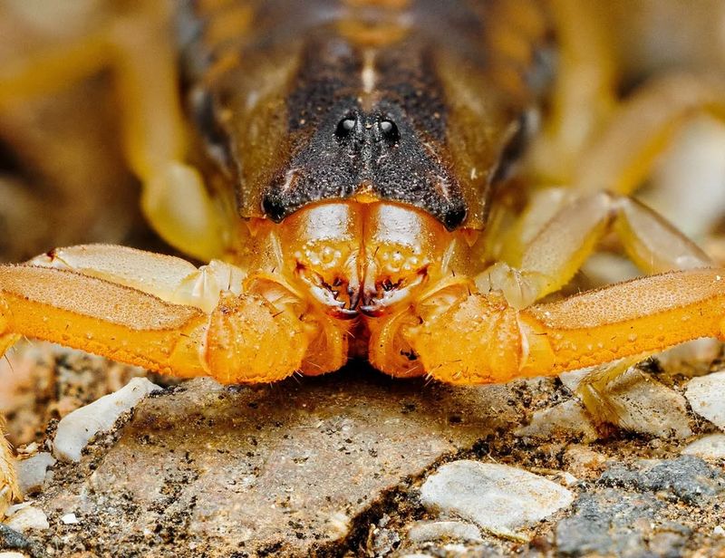 Arizona Bark Scorpion