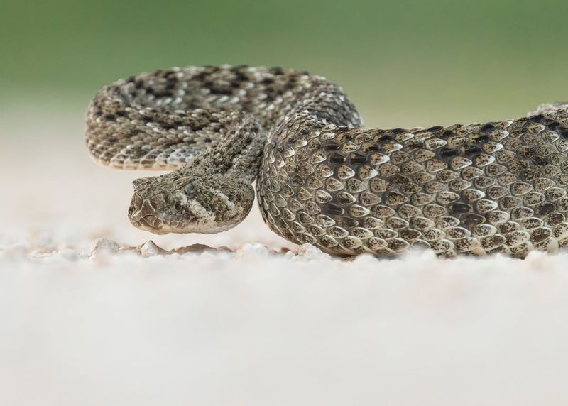 Western Rattlesnake