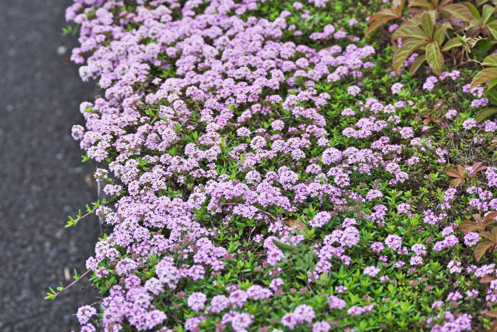 9 Vines That Double As Ground Covers To Suppress Weeds In Tennessee