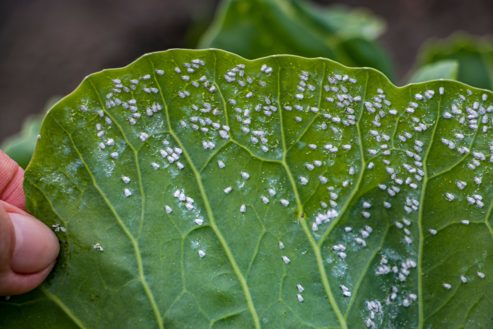 9 Ways Texas Gardeners Can Get Rid Of Whiteflies