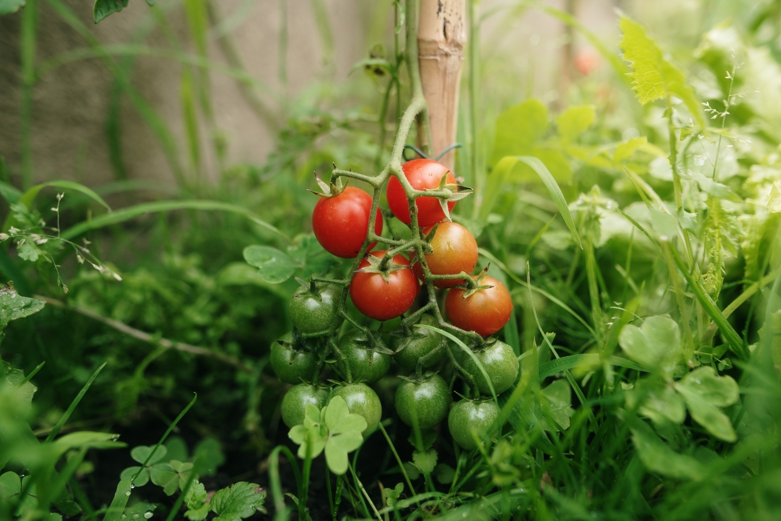 9 Ways To Extend Your Tomato Harvest Into Fall In Virginia