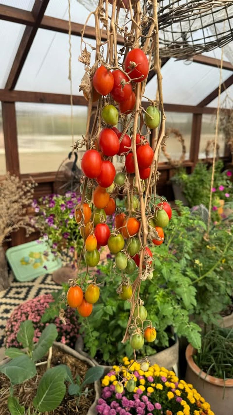 Plant Cold-Tolerant Varieties