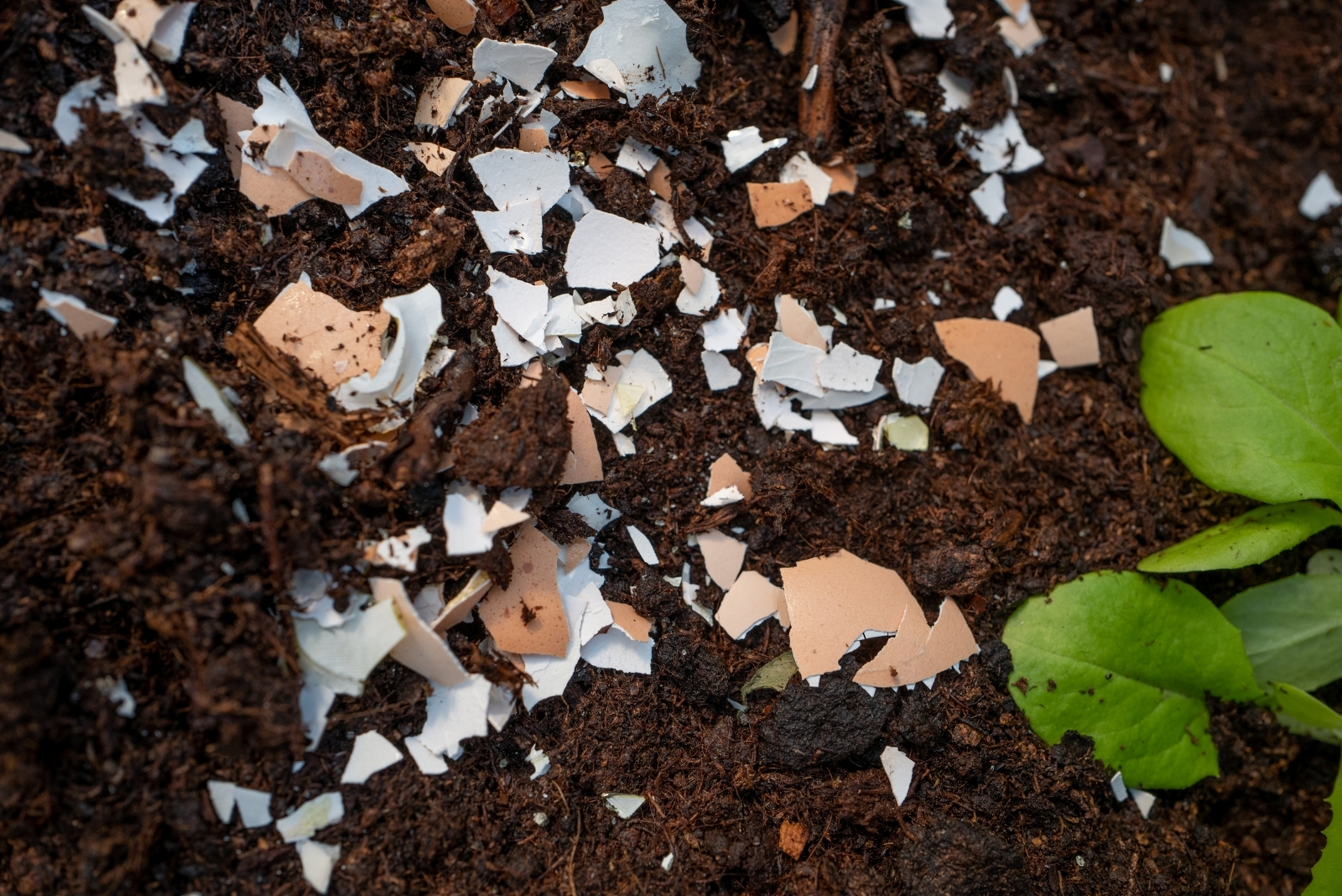 9 Ways To Improve Soil Calcium Levels In Florida Gardens