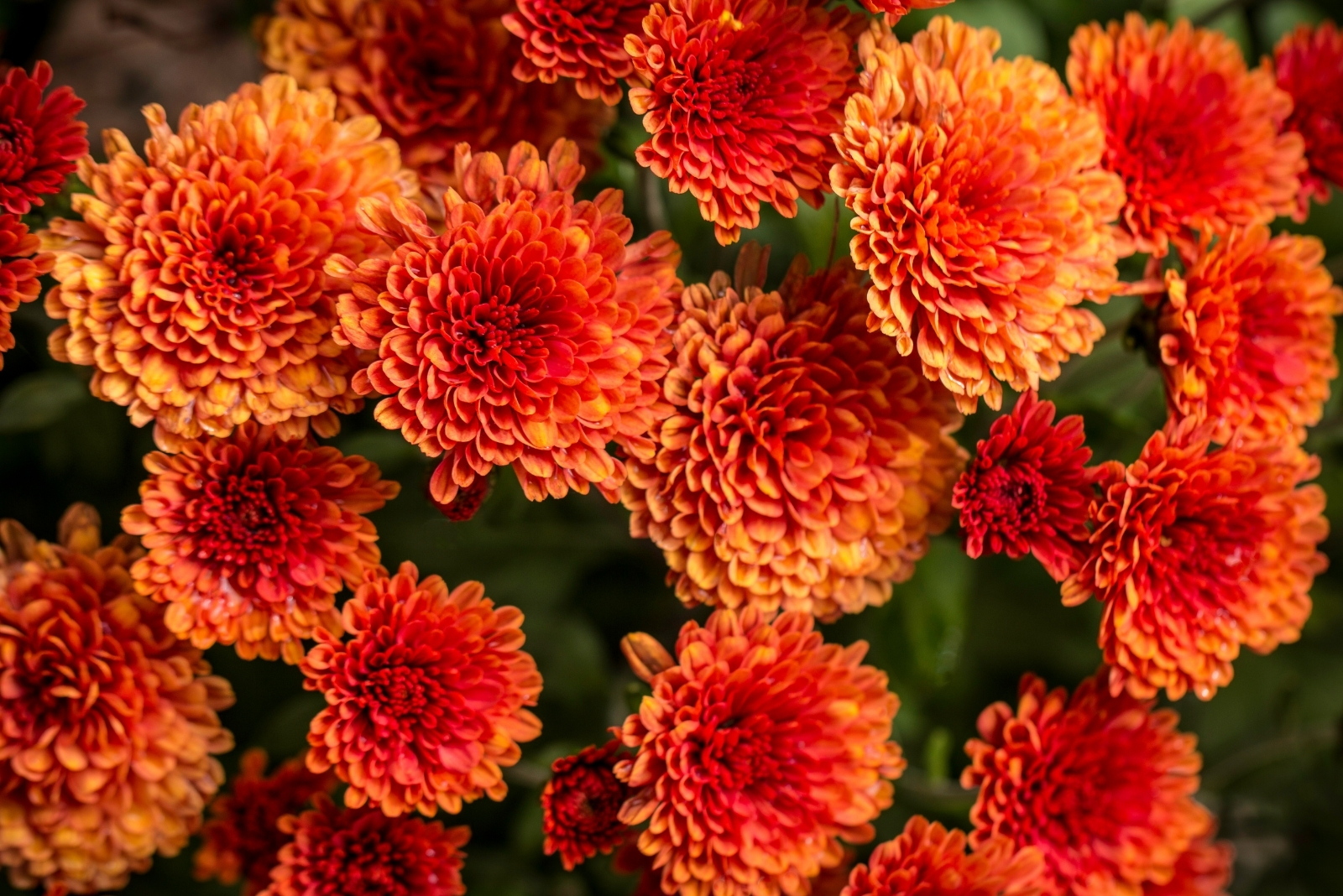 9 Ways To Keep Mums Blooming After Thanksgiving In Virginia