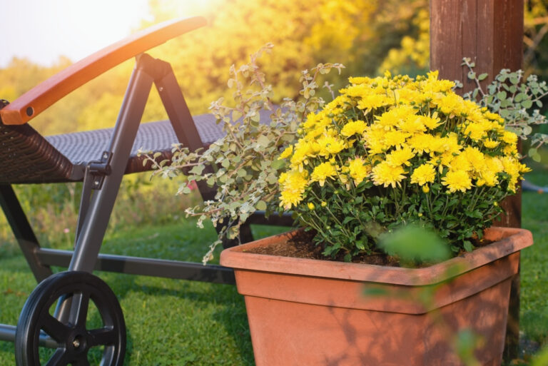 Mums (featured image)