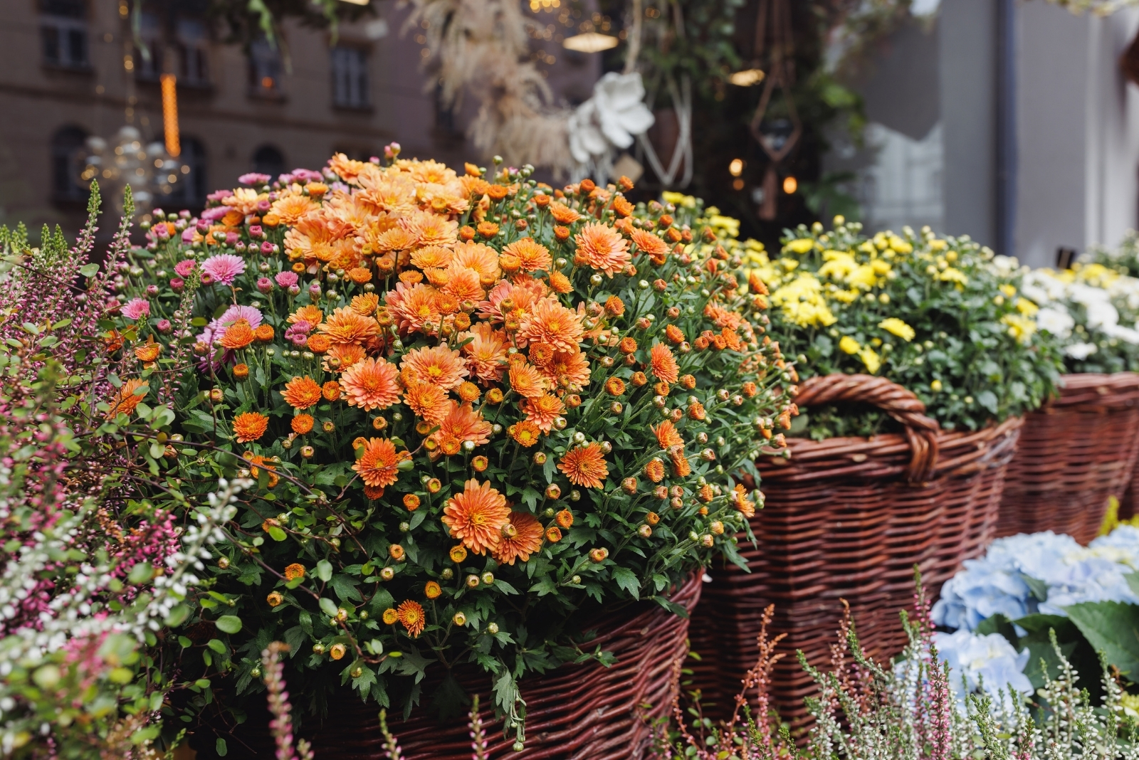9 Ways To Make Mums Last All Fall In Massachusetts Without Crispy Leaves