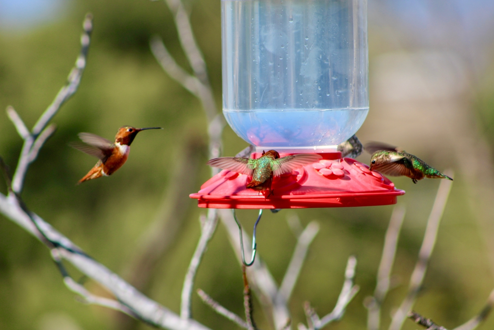Hummingbirds (featured image)