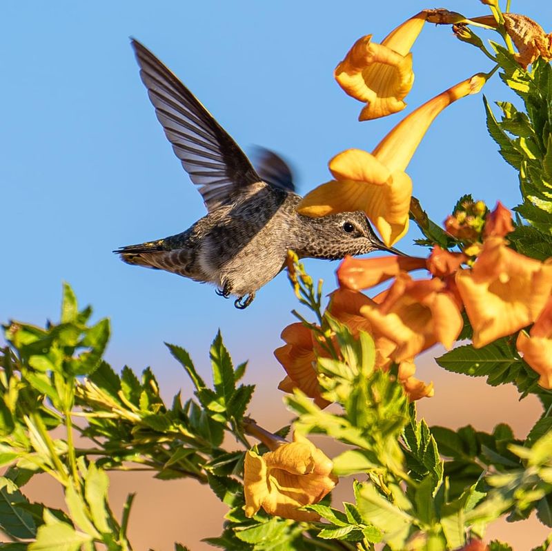 Plant Native Trumpet Vine for Maximum Appeal