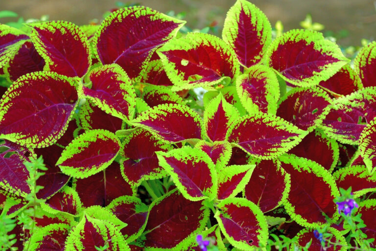 Coleus (featured image)