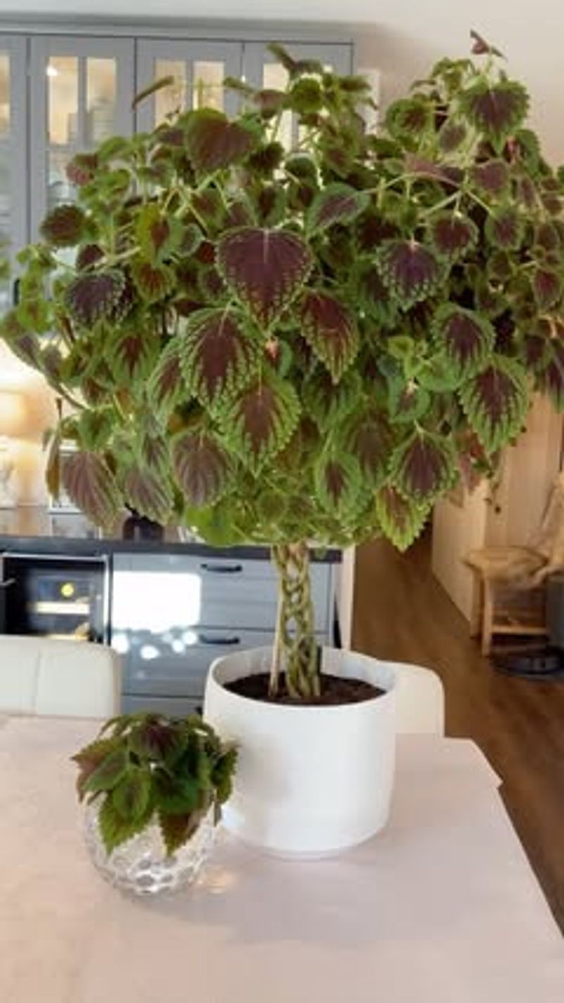 Bring Potted Coleus Indoors