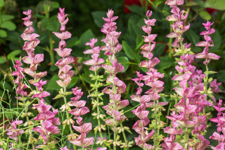 salvia (featured image)