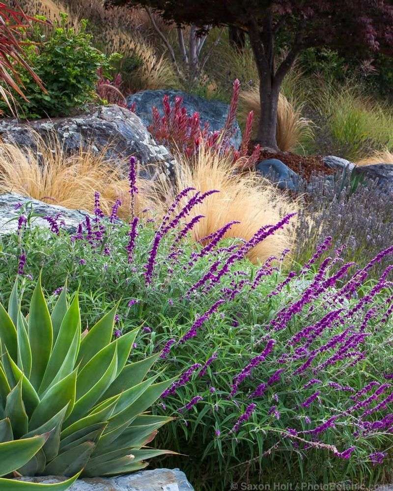 Drought-Tolerant Borders
