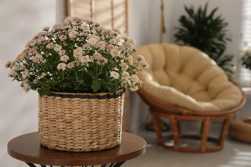 10. Bring Potted Plants In During Storms