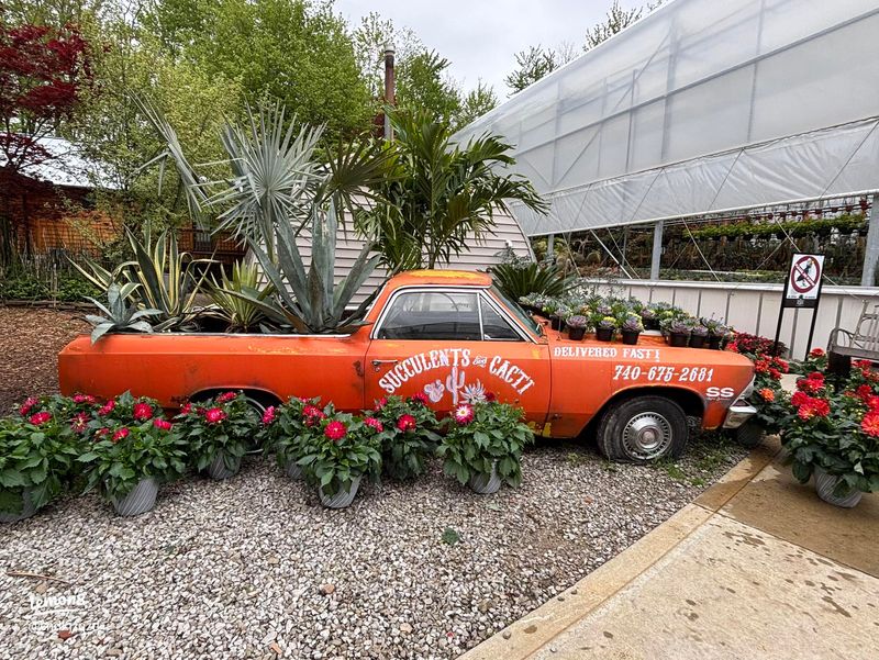 Unusual Succulents That Spark Curiosity