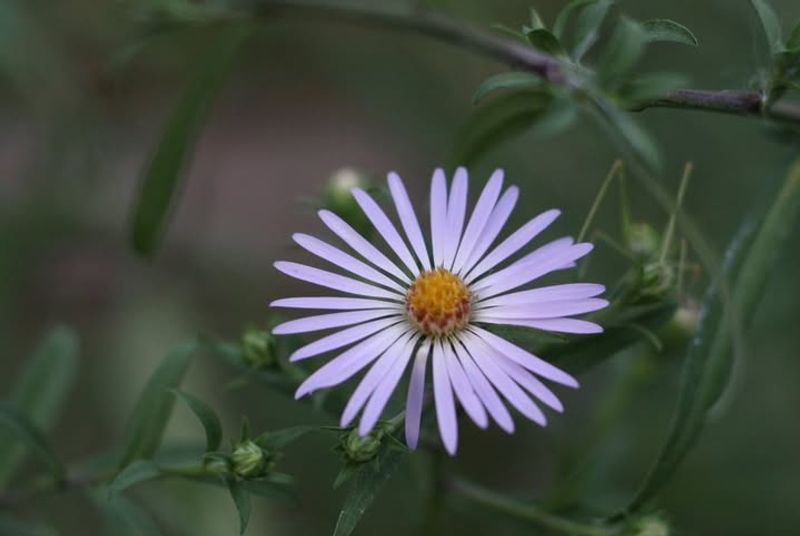 Purple Petals That Butterflies Can't Resist
