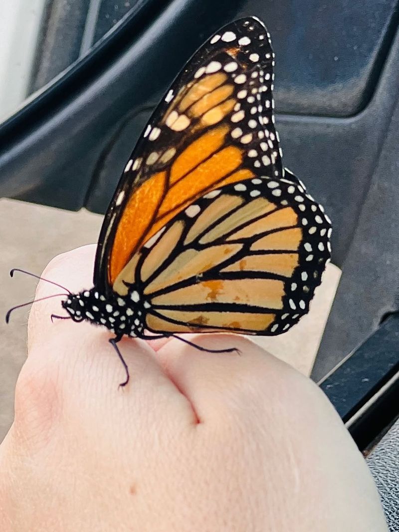 Monarch Butterflies Depend On It For Survival