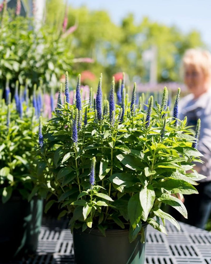 Better Moisture Conditions For Root Development