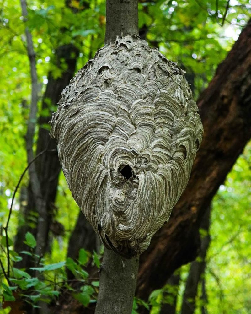 Bald-Faced Hornet Colony Expanding Rapidly