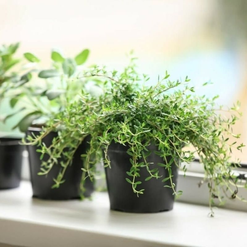 Thyme: Hardy Herb That Handles Neglect Gracefully