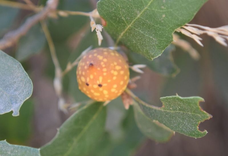 Galls Form When Insects Hijack Tree Growth