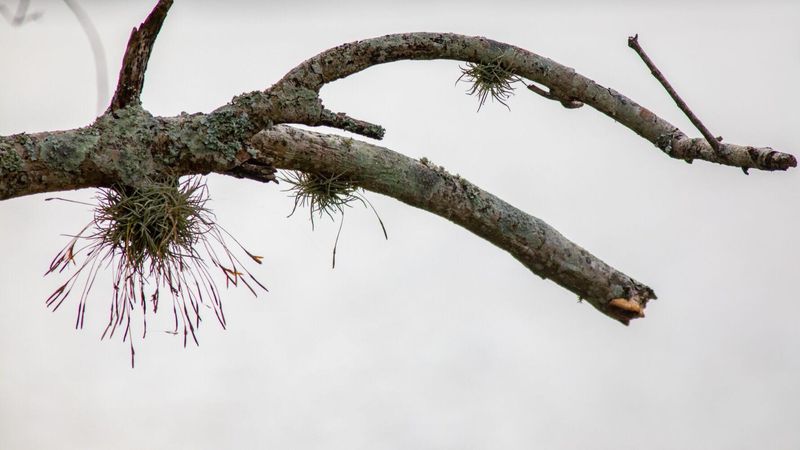 Ball Moss Growing In Clumps