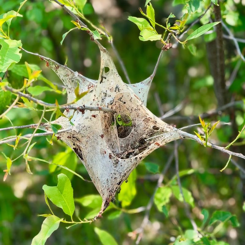 Tent Caterpillar Webbing