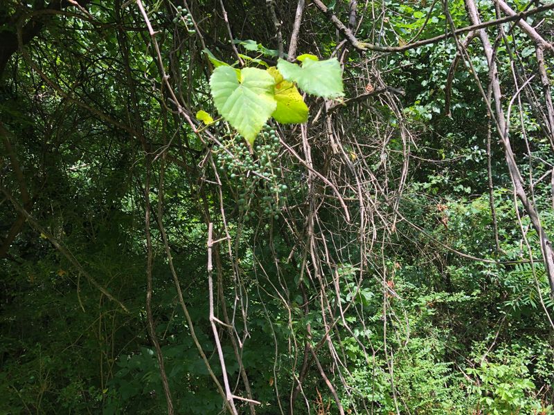 Vine Growth Mimics Nest Structures
